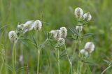 Trifolium montanum
