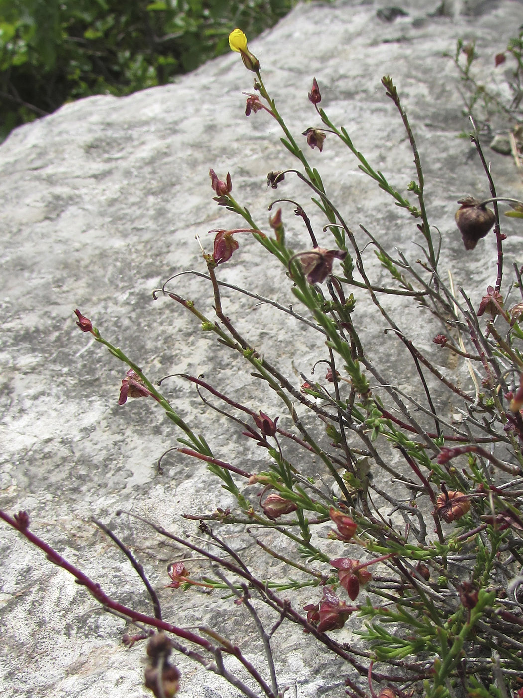 Image of Fumana ericifolia specimen.