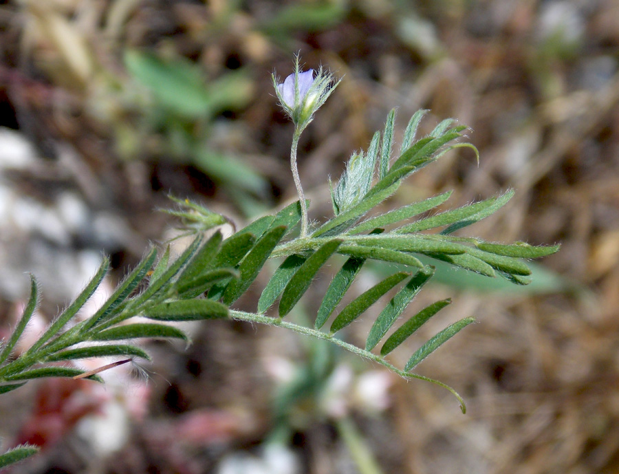 Изображение особи Vicia loiseleurii.