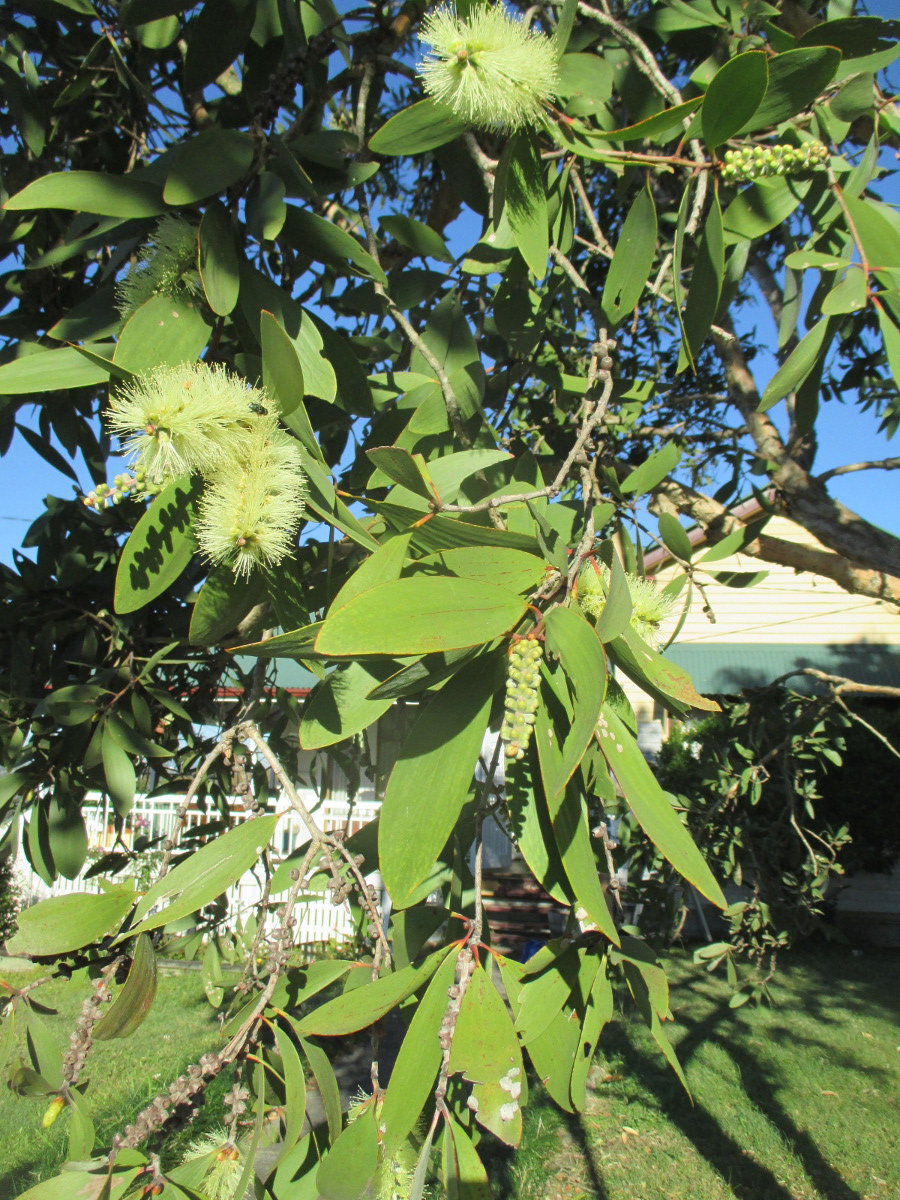 Image of Melaleuca quinquenervia specimen.