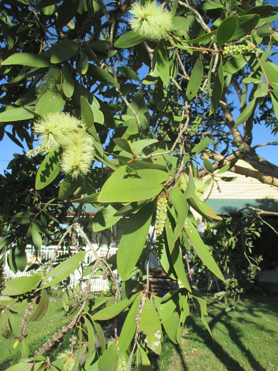 Изображение особи Melaleuca quinquenervia.