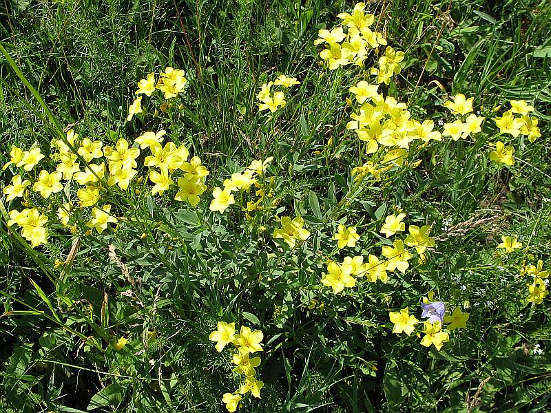 Изображение особи Linum flavum.