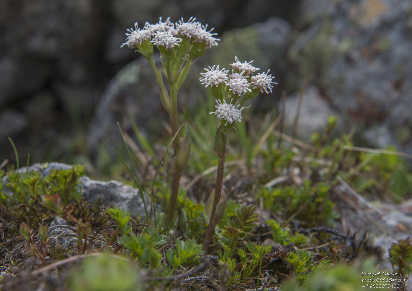 Изображение особи Petasites rubellus.