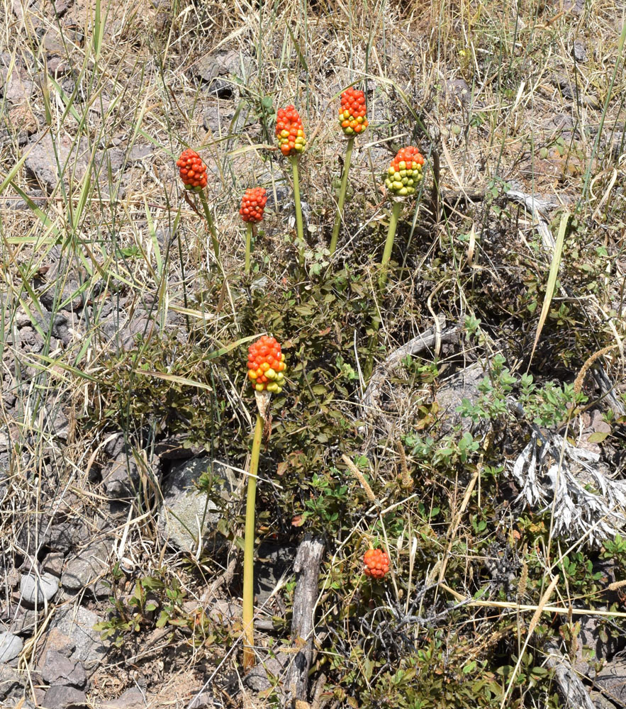 Image of Arum korolkowii specimen.
