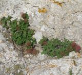 Cotinus coggygria