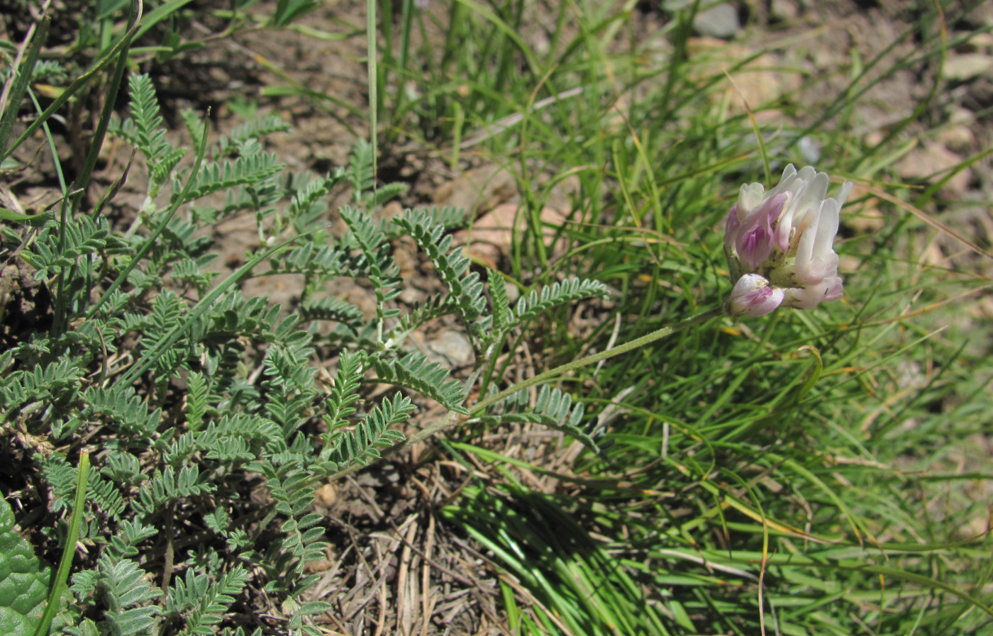 Изображение особи род Astragalus.