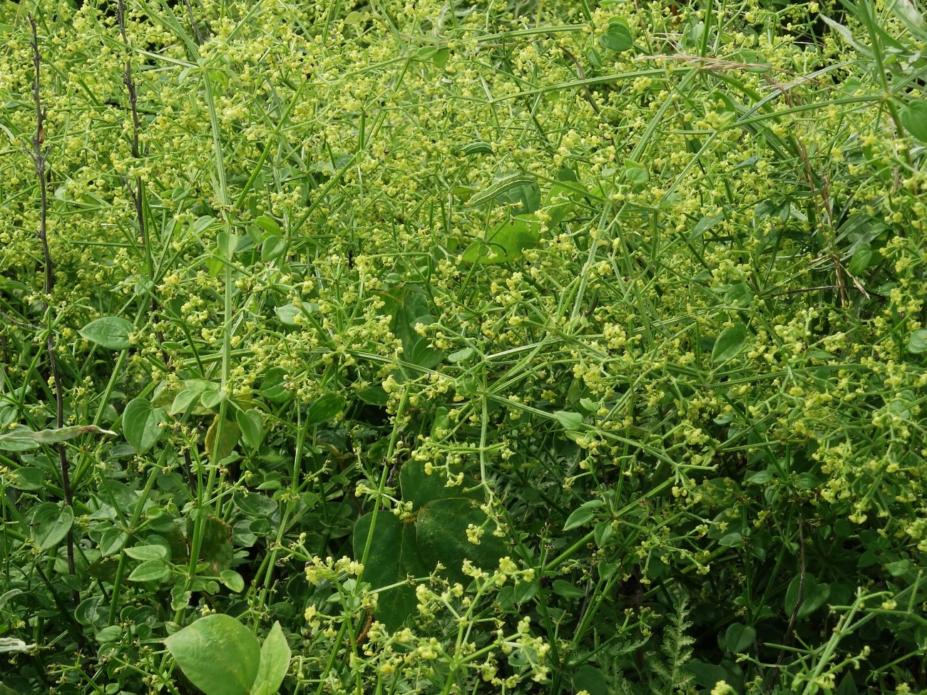 Изображение особи Rubia cordifolia.