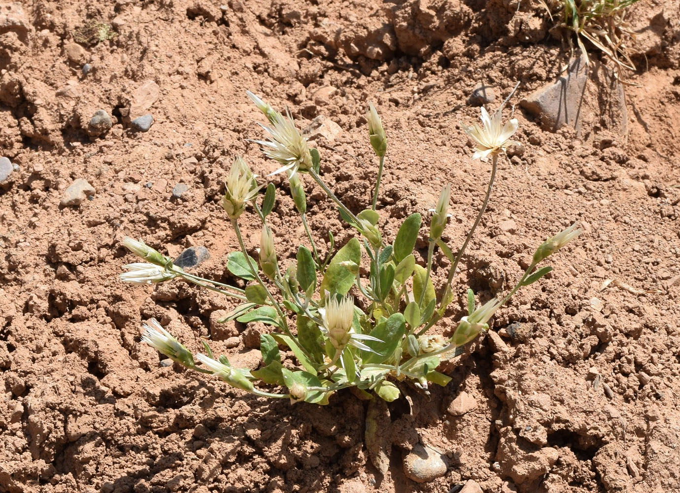 Image of Chardinia orientalis specimen.