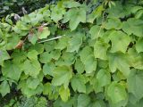 Vitis amurensis. Листья. Иркутск, Ботанический сад ИГУ, в культуре. 29.08.2016.