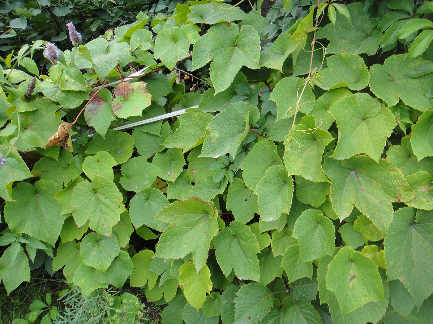 Image of Vitis amurensis specimen.