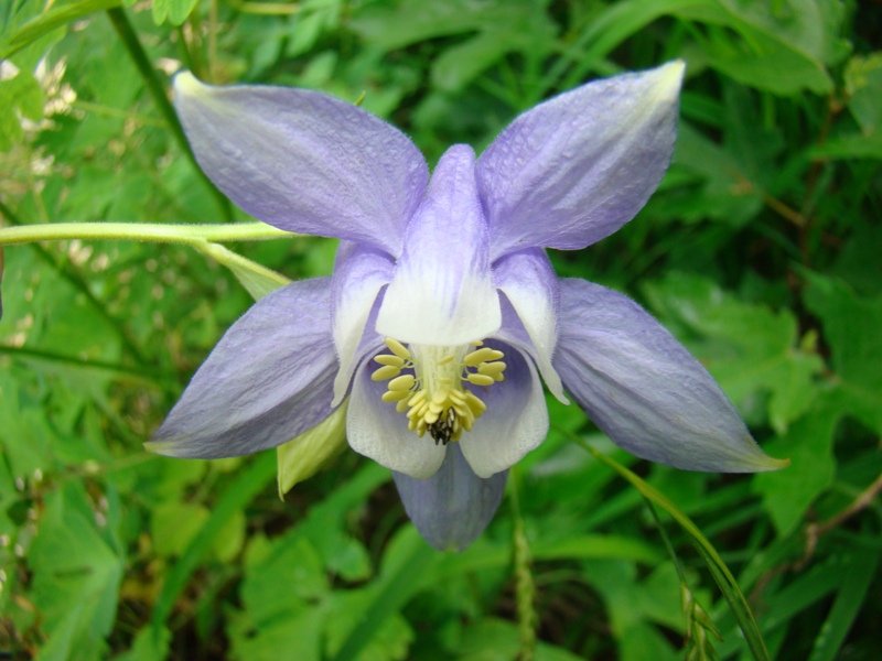 Изображение особи Aquilegia olympica.