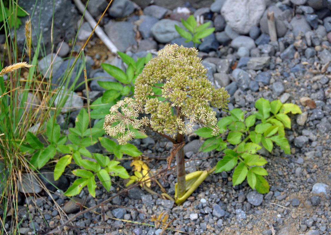 Изображение особи Archangelica officinalis.