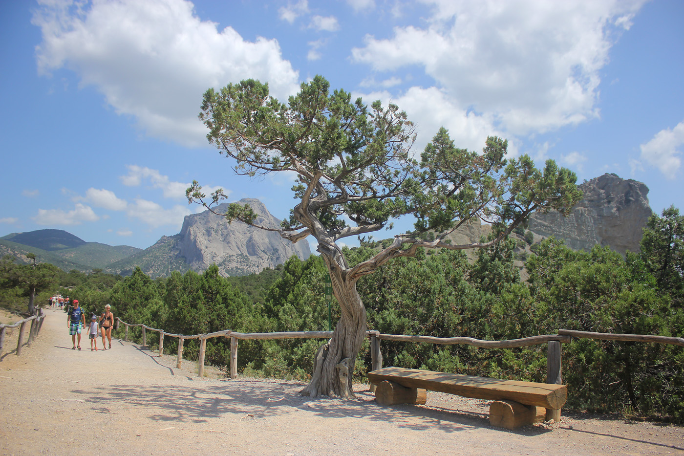 Image of Juniperus excelsa specimen.