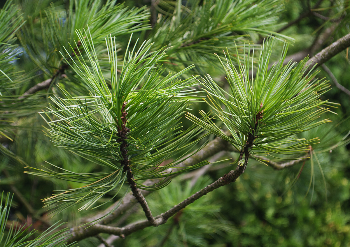 Изображение особи Pinus koraiensis.