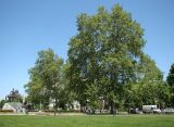 Platanus × acerifolia