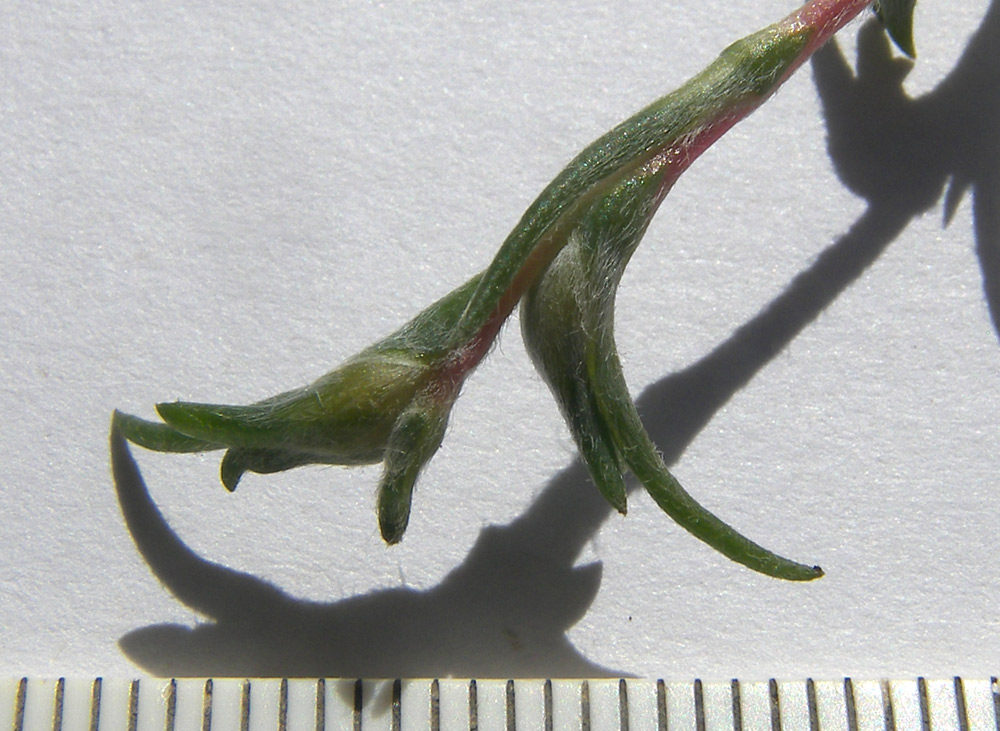 Image of Petrosimonia triandra specimen.