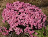 Chrysanthemum indicum