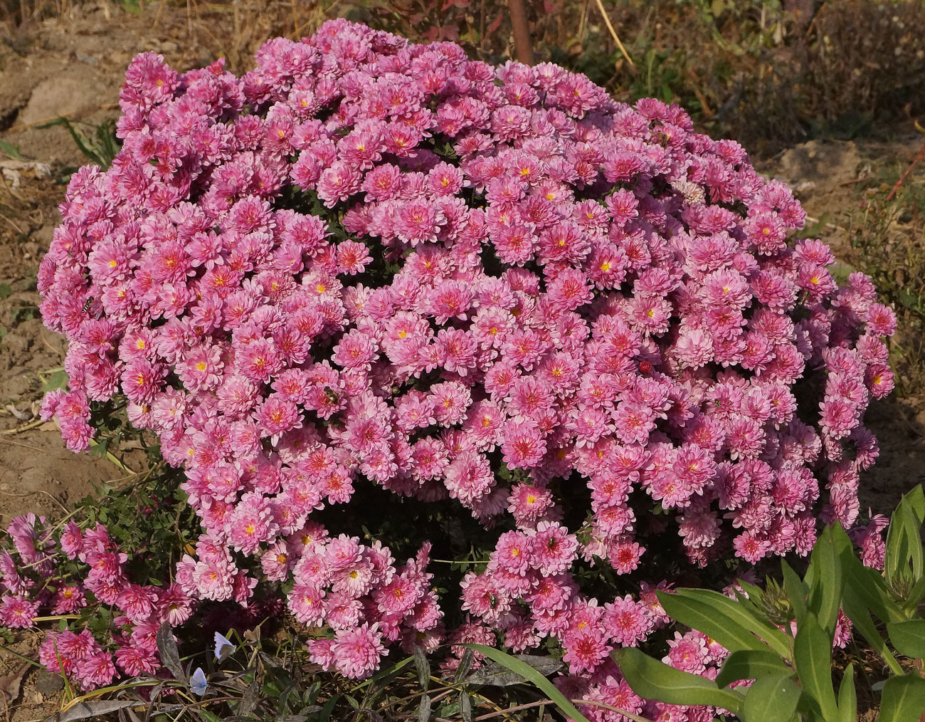 Image of Chrysanthemum indicum specimen.