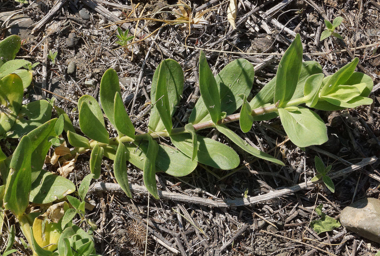 Image of Gypsophila perfoliata specimen.