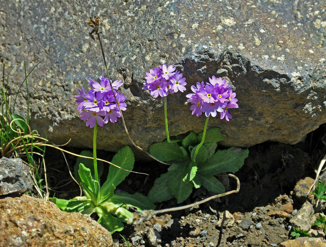 Изображение особи Primula algida.