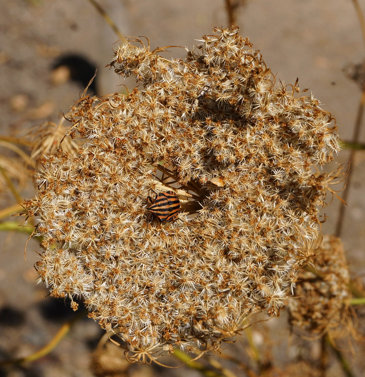 Изображение особи Daucus sativus.