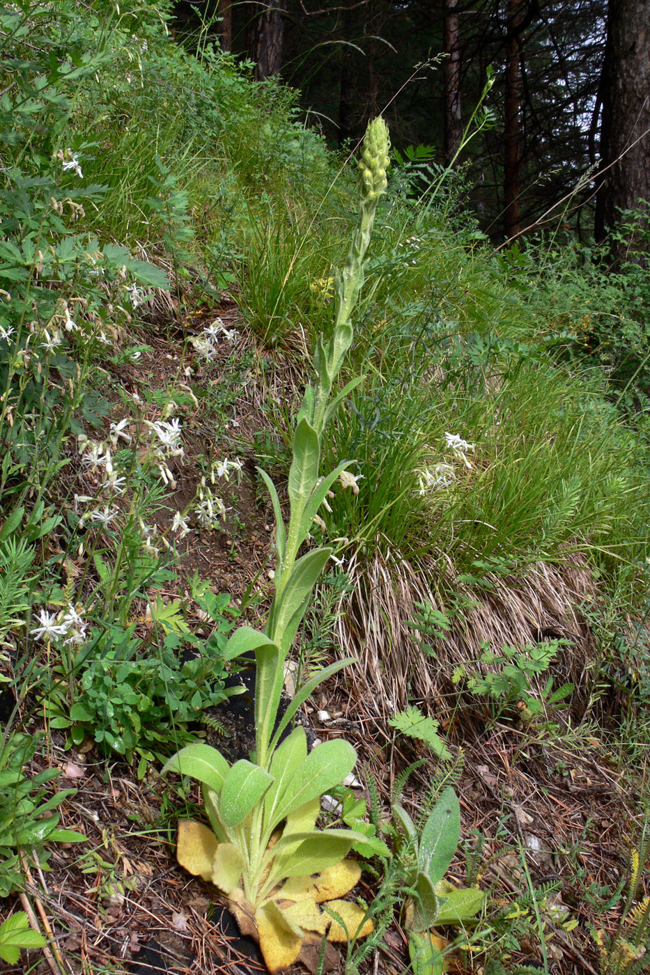 Изображение особи Verbascum thapsus.