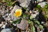 Erigeron allochrous