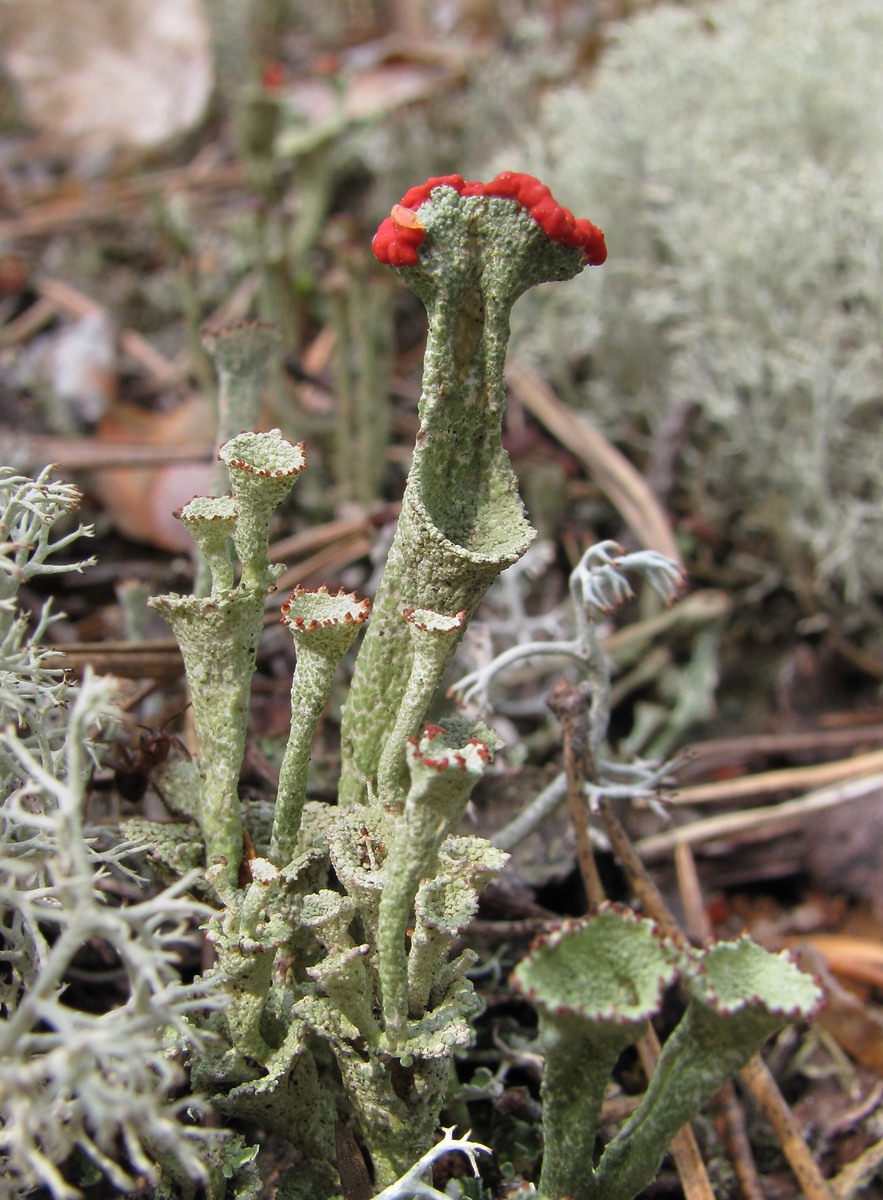 Image of genus Cladonia specimen.