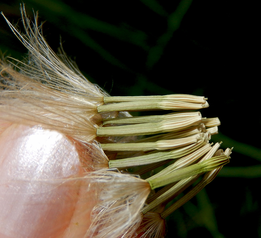 Image of Scorzonera laciniata specimen.