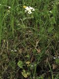 Saxifraga granulata. Цветущее растение. ФРГ, земля Северный Рейн-Вестфалия, р-н Ойскирхен, окр. г. Бад-Мюнстерайфель, травянистый склон у обочины дороги. 27 мая 2010 г.