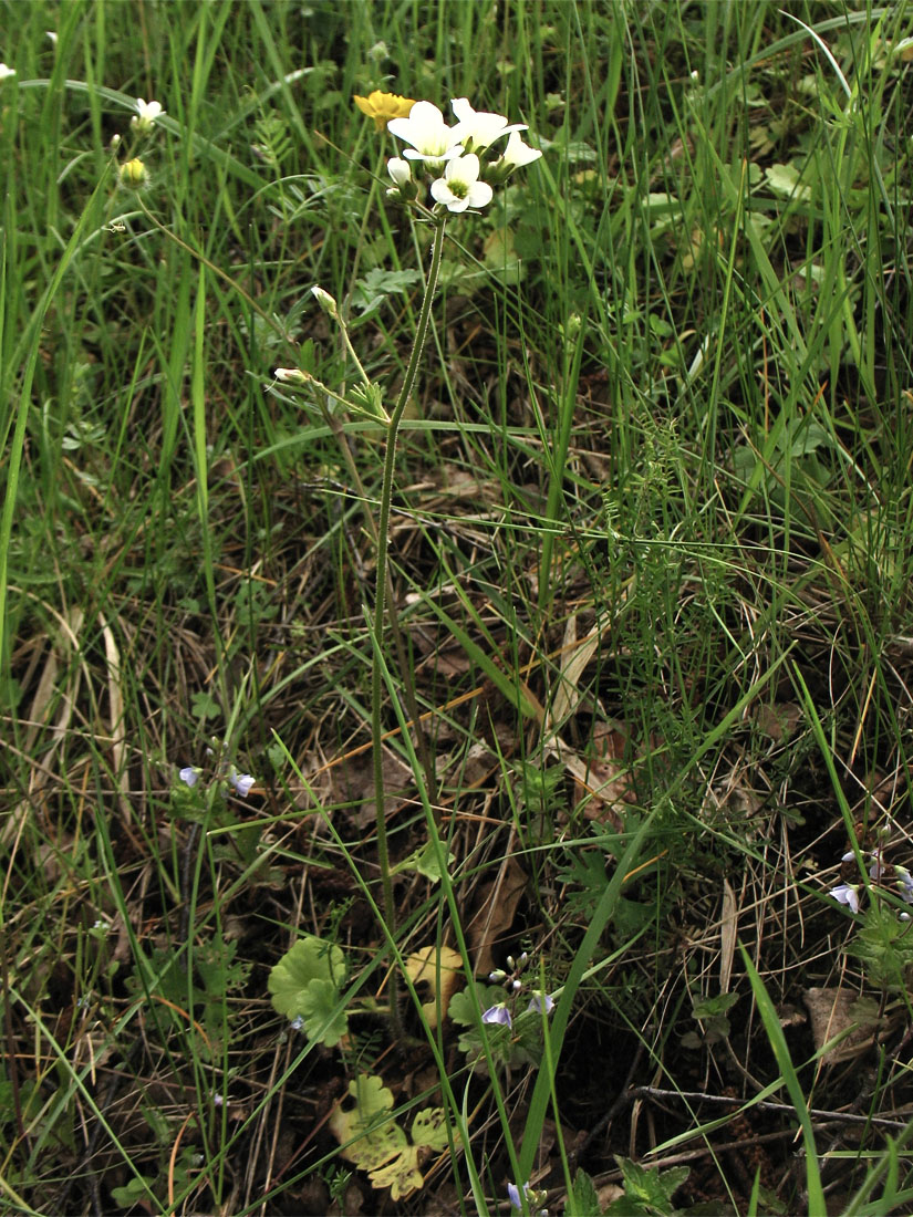 Image of Saxifraga granulata specimen.