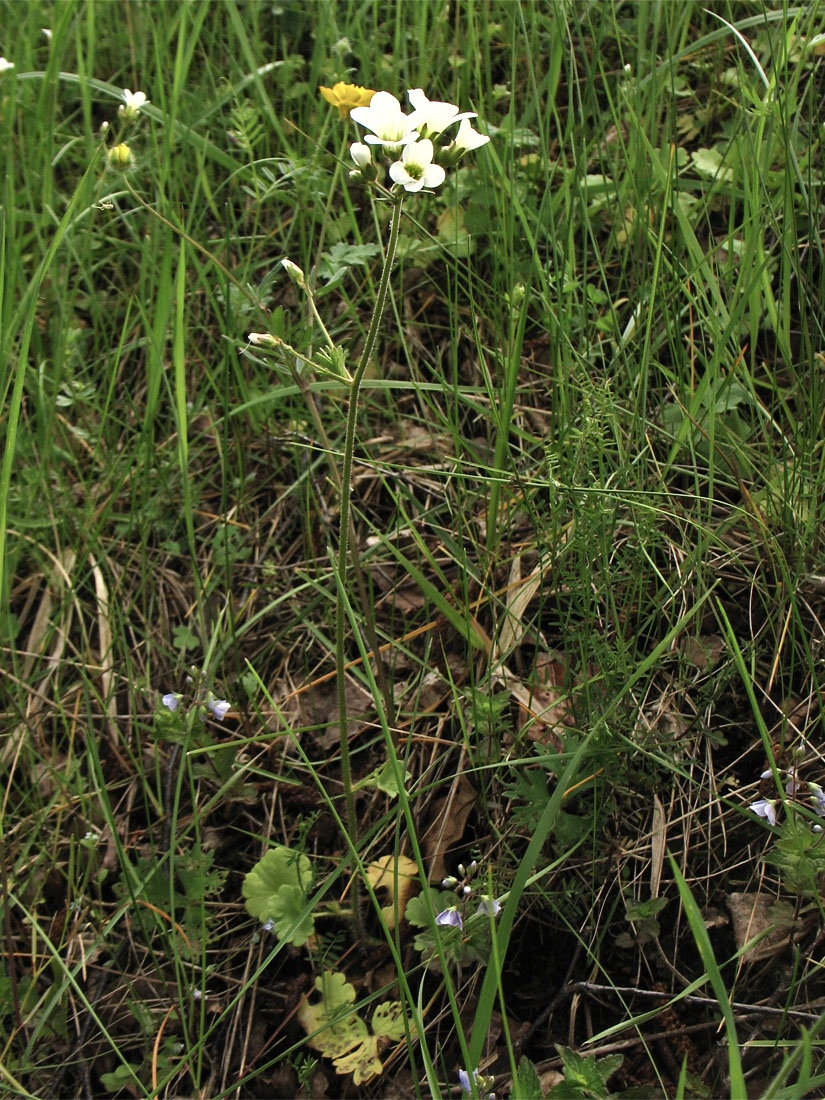 Изображение особи Saxifraga granulata.