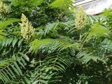 Rhus typhina