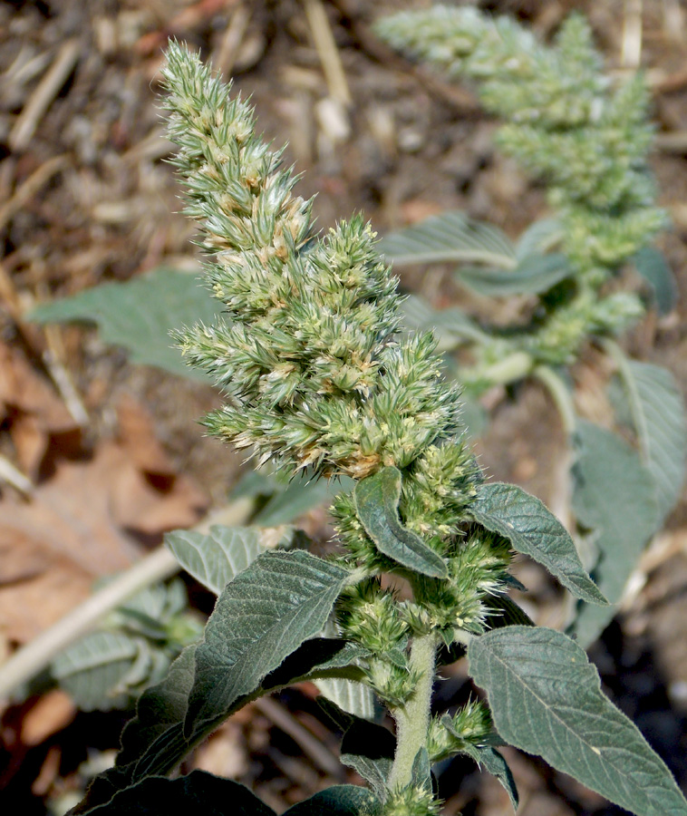 Изображение особи Amaranthus retroflexus.