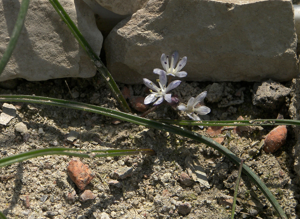 Image of Hyacinthella atropatana specimen.