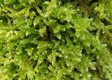 Hypnum cupressiforme