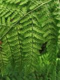 Dryopteris dilatata. Часть вайи с сорусами. Нидерланды, провинция Drenthe, окр. деревни Zeijen, смешанный лес. 6 июня 2010 г.