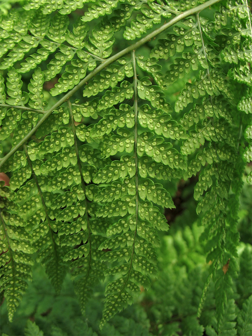 Image of Dryopteris dilatata specimen.