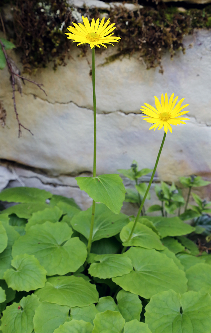 Изображение особи Doronicum orientale.