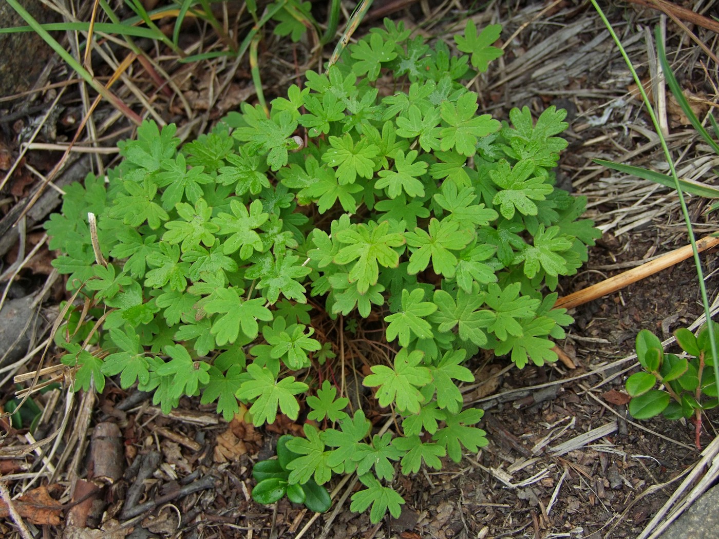 Изображение особи Geranium erianthum.