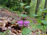 Lamium maculatum