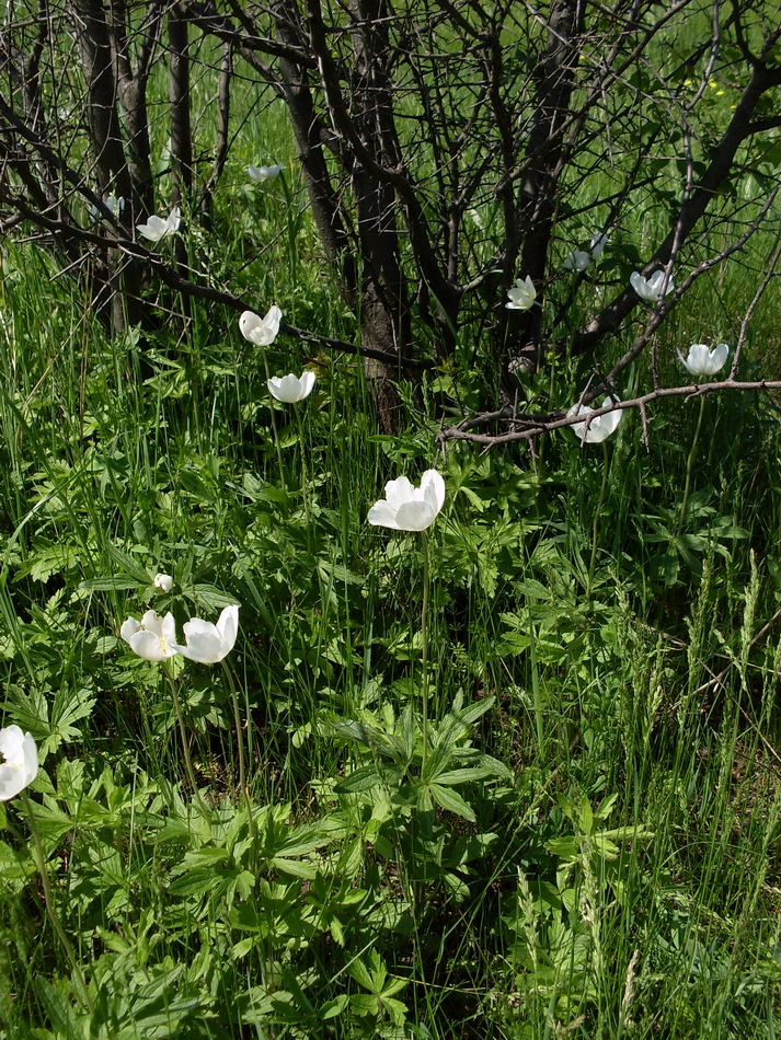 Изображение особи Anemone sylvestris.