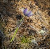 Pulsatilla uralensis. Цветущее растение. Пермский край, Лысьвенский р-н, долина р. Чусовой, крутой склон камня Дужной. 02.05.2017.
