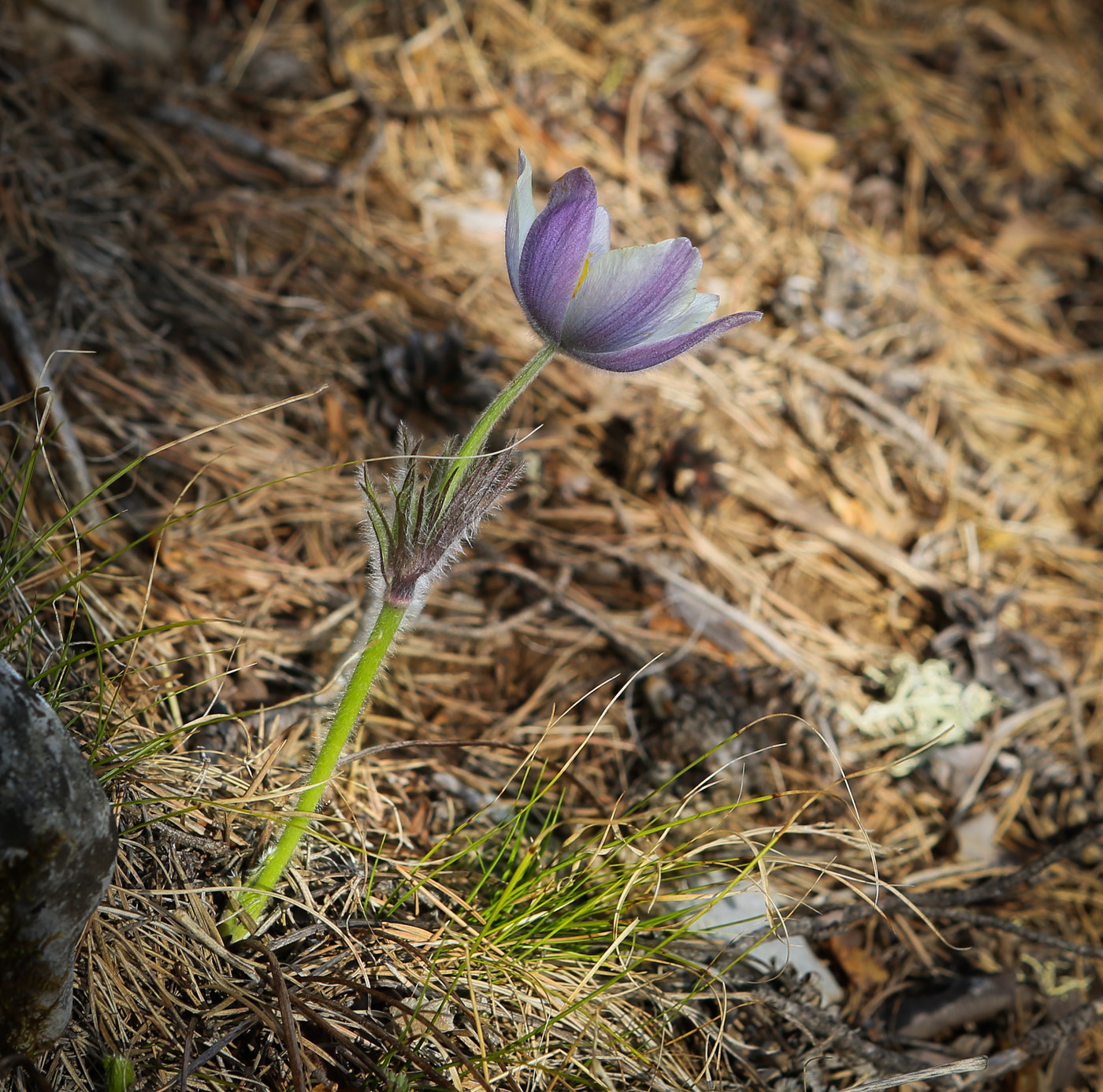 Image of Pulsatilla uralensis specimen.