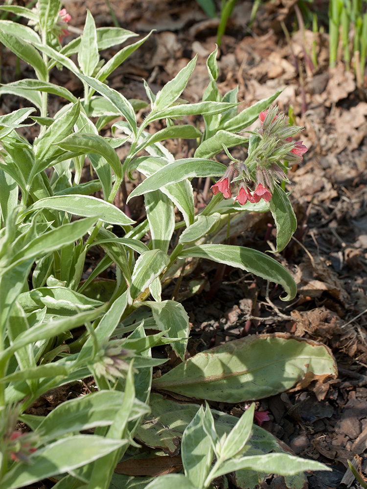 Изображение особи Pulmonaria rubra.