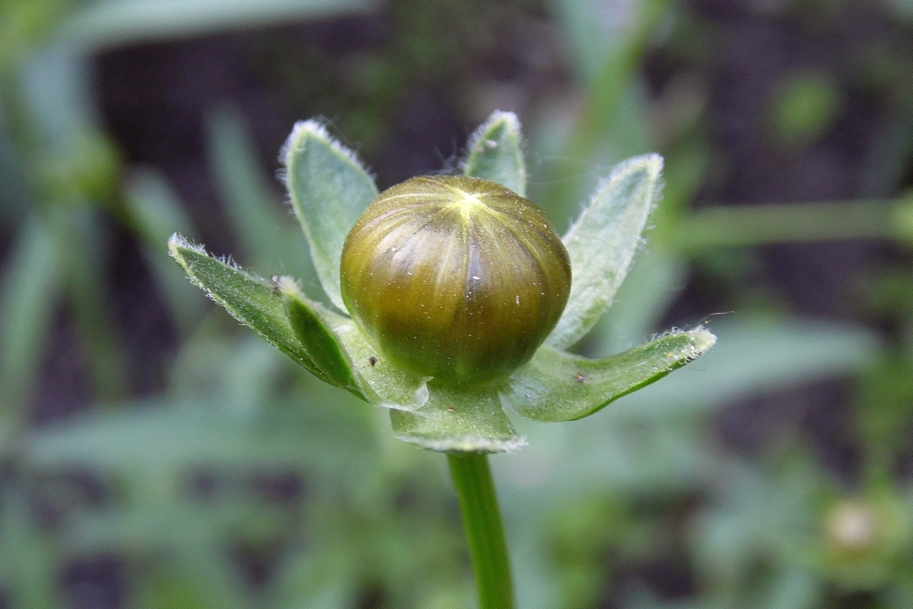 Image of Coreopsis grandiflora specimen.