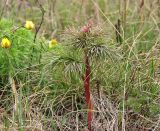 Paeonia tenuifolia. Молодой побег с бутоном на степном склоне. Украина, Донецкая обл., Константиновский р-н, РЛП \"Клебан-Бык\". 11.04.2010.