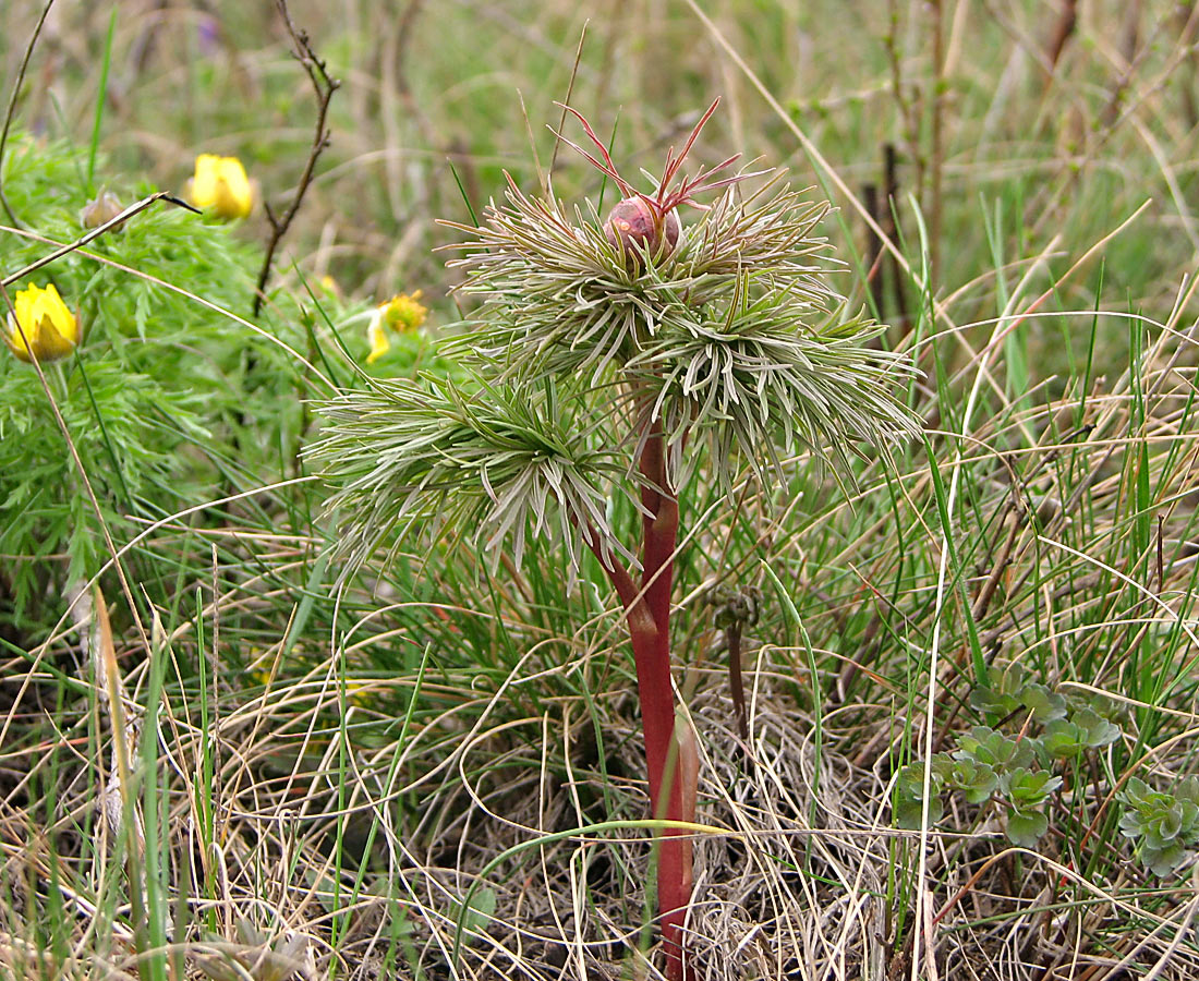 Image of Paeonia tenuifolia specimen.