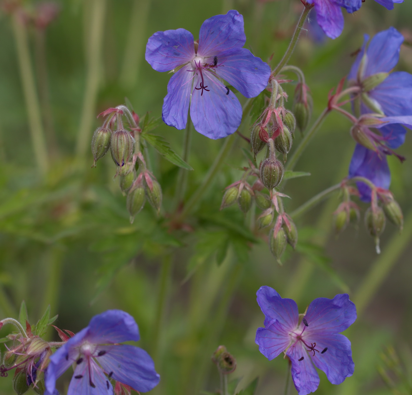 Image of Geranium pratense specimen.