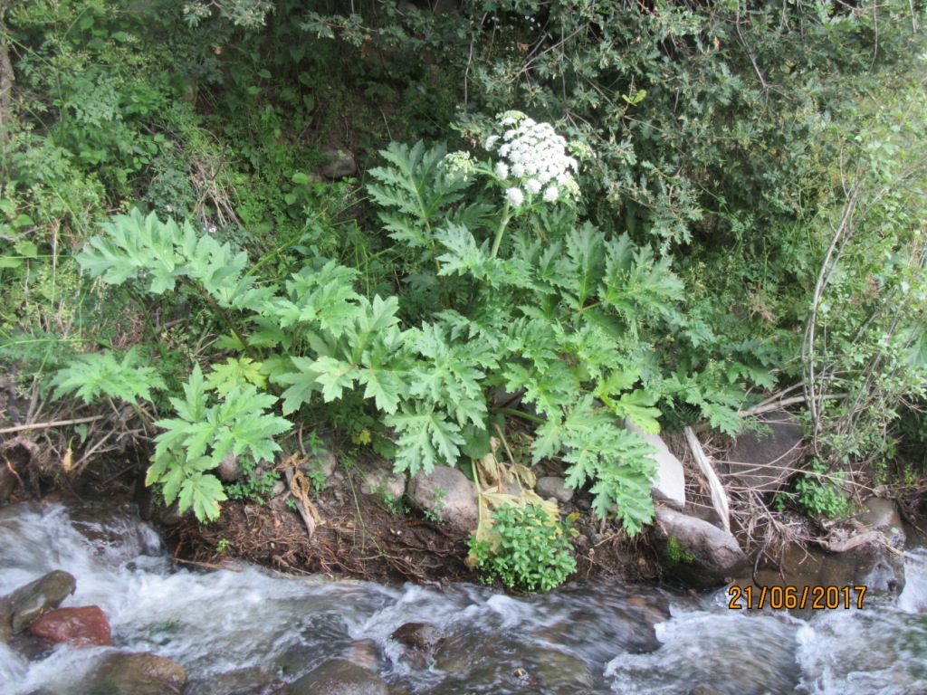 Image of Heracleum trachyloma specimen.